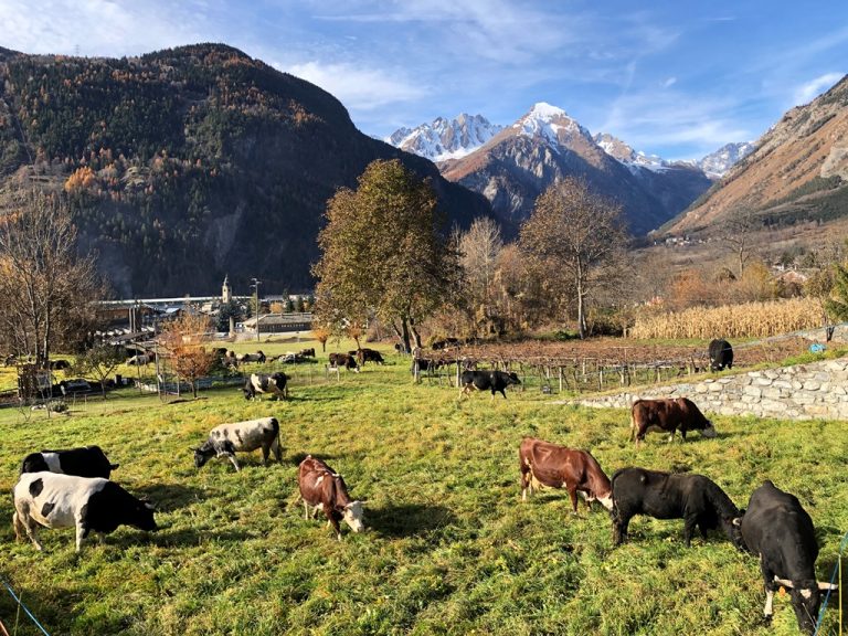 Territorio_Morgex_Valle d'Aosta_03