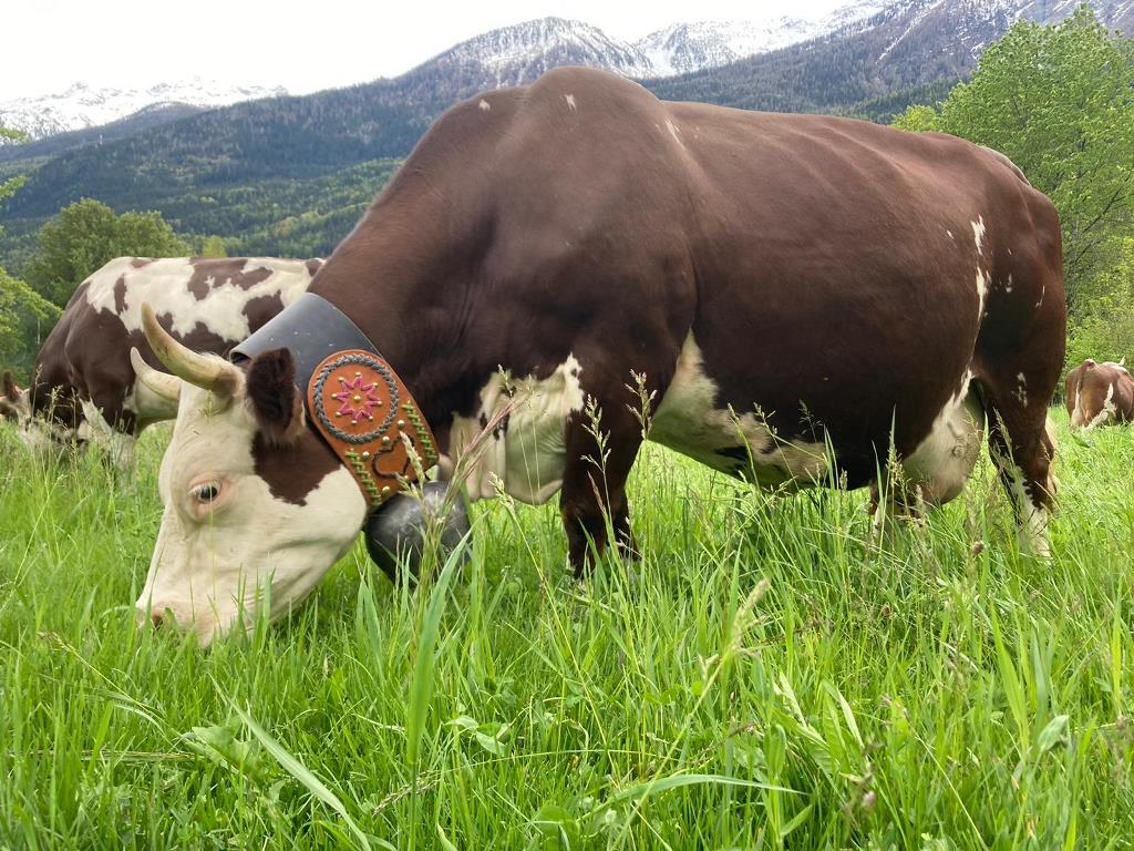 Adotta una mucca in Valle d'Aosta_Morgex_Bijoux