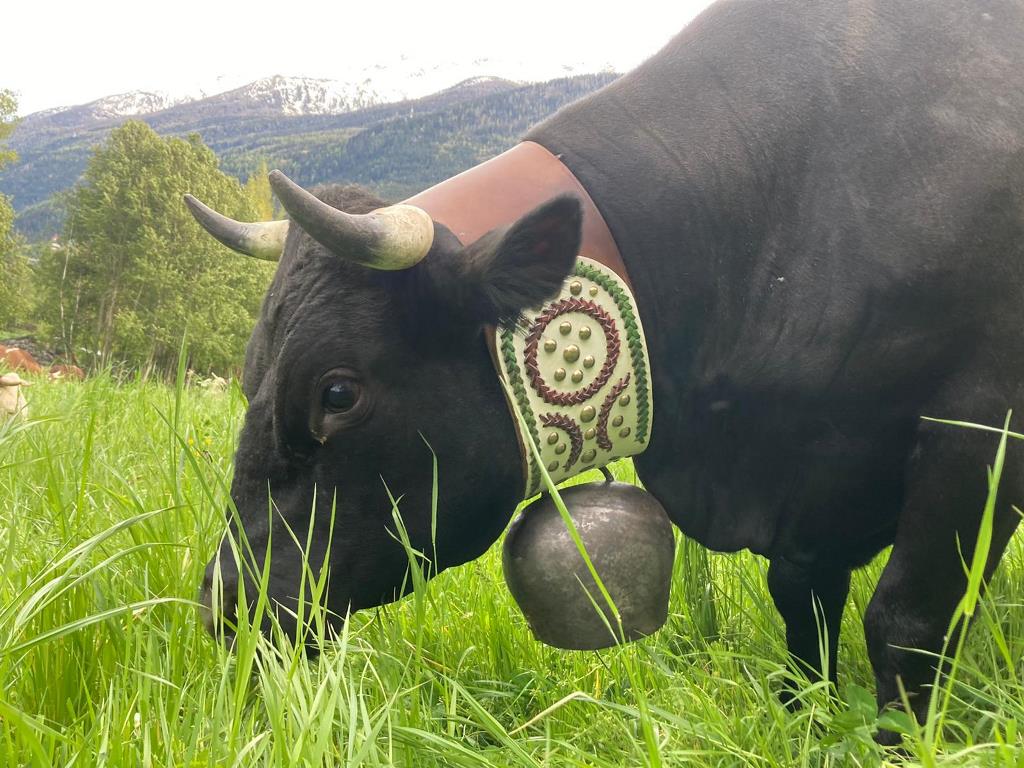 Adotta una mucca in Valle d'Aosta_Morgex_Charmente