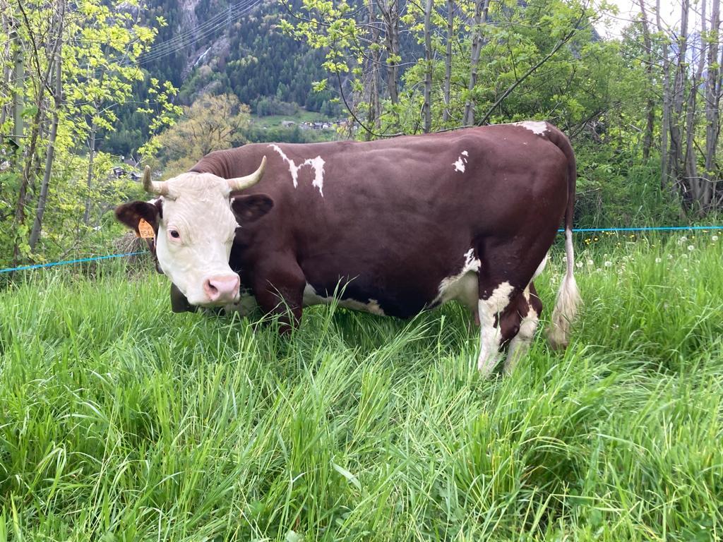 Adotta una mucca in Valle d'Aosta_Morgex_Delice
