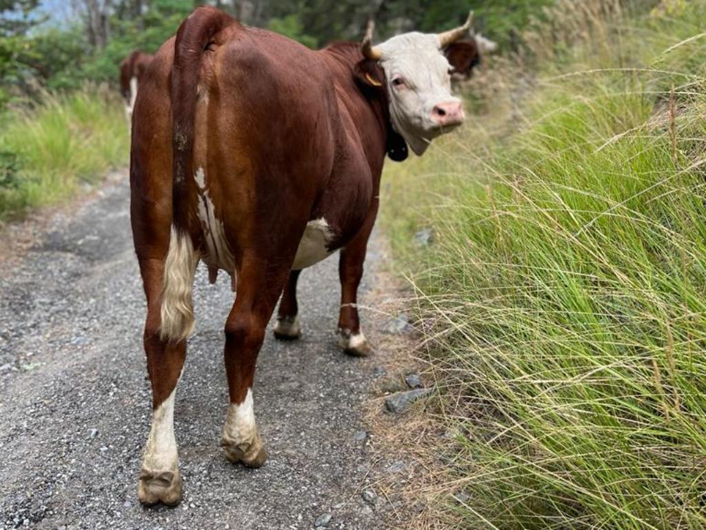 Adotta una mucca in Valle d'Aosta_Morgex_Image