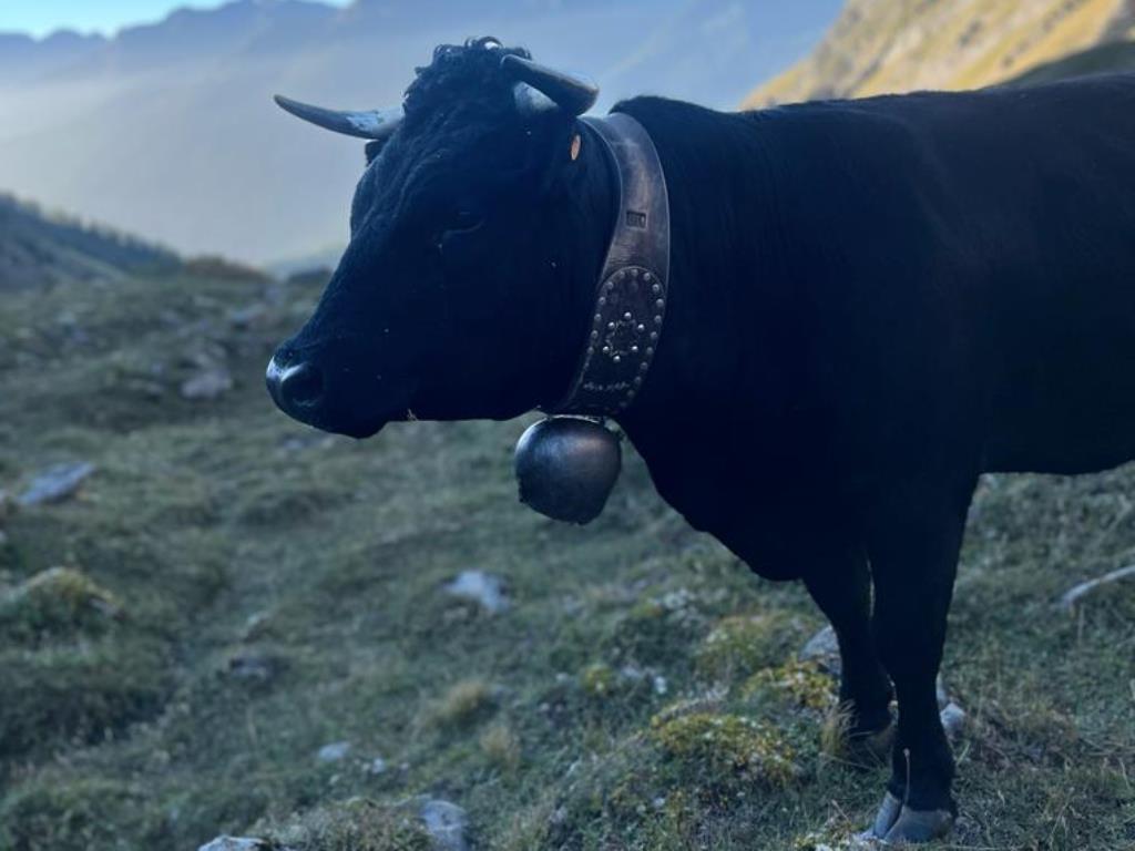 Adotta una mucca in Valle d'Aosta_Morgex_Mesquine
