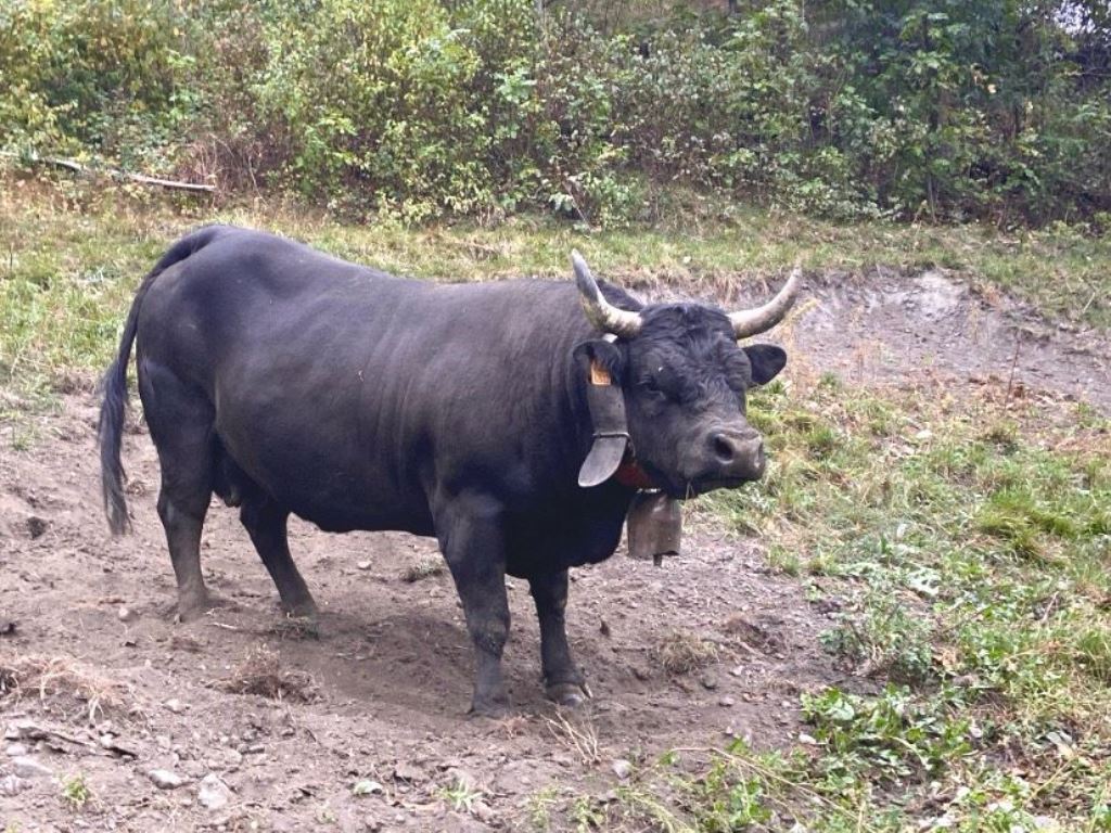 Adotta una mucca in Valle d'Aosta_Morgex_Ribot