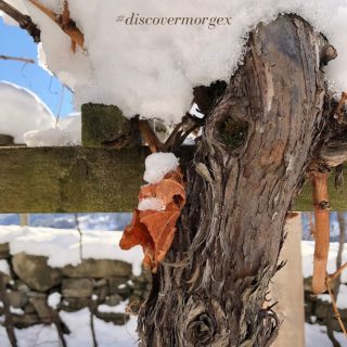 Il riposo delle nostre "guerriere"🤩🍇

Durante l'inverno, le viti riposano. Seguirà poi la potatura, che le aiuterà a crescere sempre più forti e rigogliose ❄️✂️

Scopri l'affascinante mondo della nostra viticoltura eroica adottando una pergola di Morgex grazie al progetto "Adotta l'Eccellenza a Morgex" 🥂🏔️

🥂🏔️🥂🏔️🥂🏔️

#morgex #discovermorgex #valledaosta #viticolturaeroica #vignetipiùaltideuropa #blancdemorgexetdelasalle #priéblanc #viticolturavaldostana #italianwine #eccellenzeitaliane #eccellenzevaldostane #adottaleccellenzaamorgex 

🥂🥂🥂

#aziendavitivinicolabrunetpiero 
@cave_mont_blanc 
@azienda_veveymarziano 
@domainequinson 
@maisonveveyalbert 
@famiglia_pavese 

🥂🥂🥂